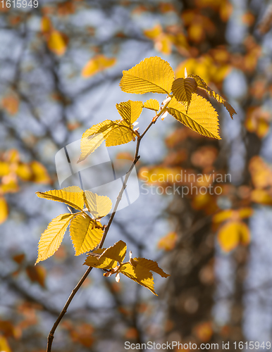 Image of sunny autumn leaves