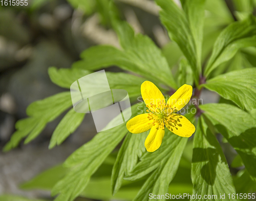 Image of yellow anemone flower