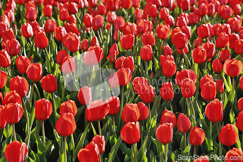 Image of Beautiful red tulips natural background