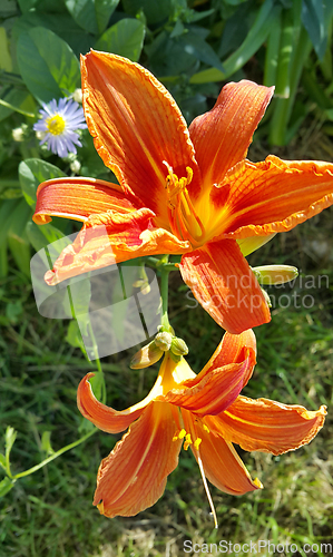 Image of Beautiful bright orange day-lily on a sunny summer garden