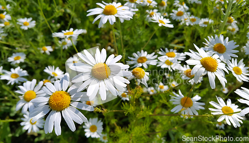 Image of Beautiful daisies in a summer field