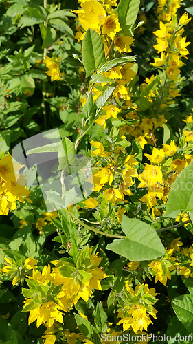 Image of Yellow Loosestrife flower (Lysimachia vulgaris) and Bindweed lea