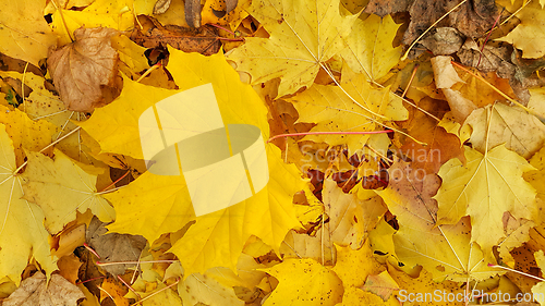 Image of Bright yellow autumn background from fallen foliage of maple