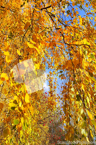 Image of Bright yellow autumn foliage of birch and ripened mountain ash b