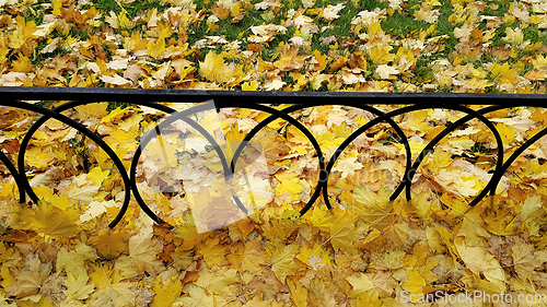 Image of Bright autumn maple leaves on green grass with iron fence