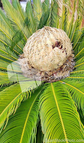 Image of Cone with fruits of female cycas revoluta cycadaceae sago palm