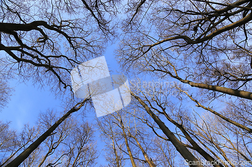 Image of Tops of bare trees on a blue sky background