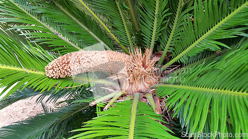 Image of Male cone and foliage of cycas revoluta cycadaceae sago palm