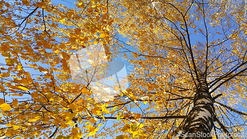 Image of Autumn birch trees with bright yellow leaves against blue sky