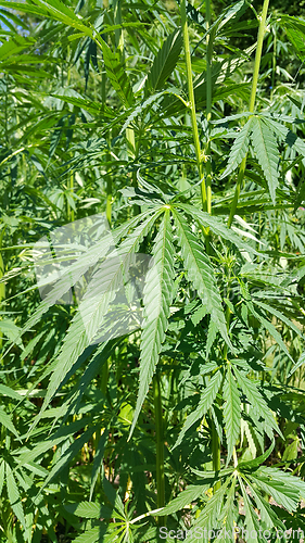 Image of Green fresh foliage of cannabis plant (hemp, marijuana)