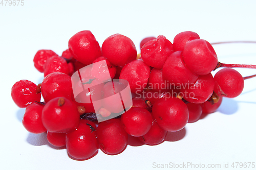 Image of branch of red ripe schisandra isolated