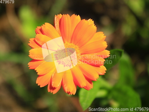 Image of beautiful flower of yellow calendula