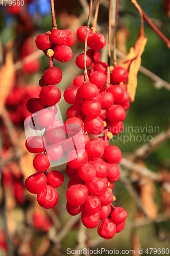 Image of big branches of schisandra 