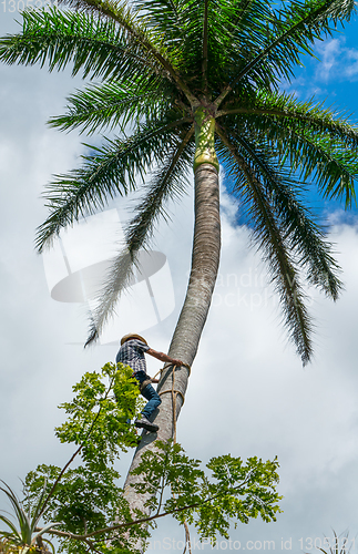 Image of Adult male climbs coconut tree to get coco nuts