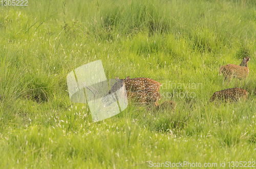 Image of Sika or spotted deers herd in the elephant grass