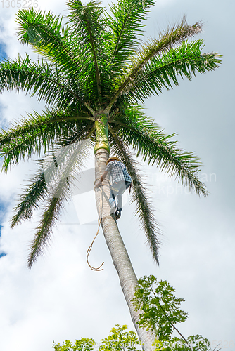 Image of Adult male climbs coconut tree to get coco nuts