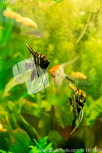 Image of Tropical fish PTEROPHYLLUM SCALARE