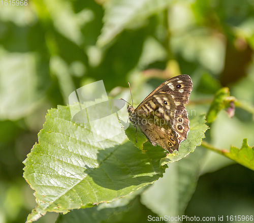 Image of Speckled wood butterfly