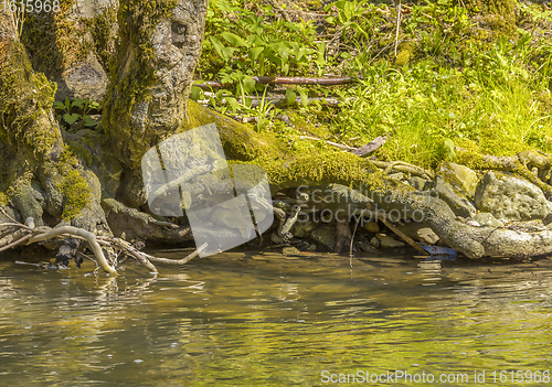 Image of waterside scenery at spring time