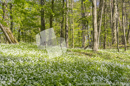 Image of sunny forest scenery with ramsons