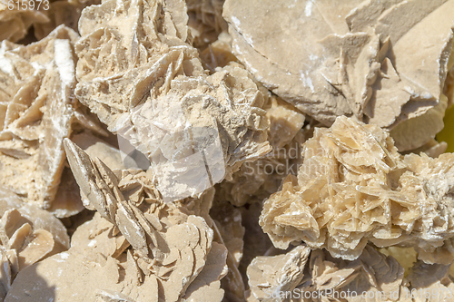 Image of desert rose closeup