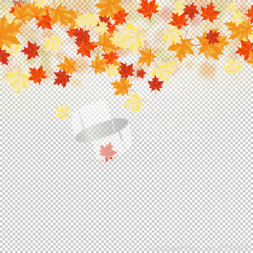 Image of Fall (Autumn) Maple Background