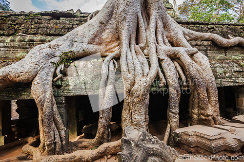 Image of Ancient ruins and tree roots, Ta Prohm temple, Angkor, Cambodia