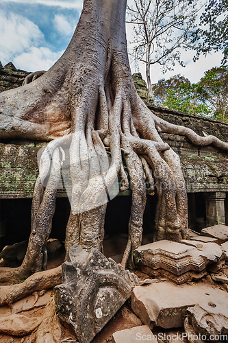 Image of Ancient ruins and tree roots, Ta Prohm temple, Angkor, Cambodia