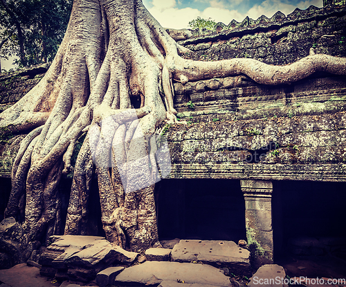 Image of Ancient ruins and tree roots, Ta Prohm temple