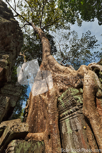 Image of Ancient ruins and tree roots, Ta Prohm temple, Angkor, Cambodia