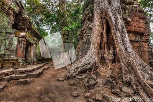 Image of Ancient ruins and tree roots, Ta Prohm temple, Angkor, Cambodia