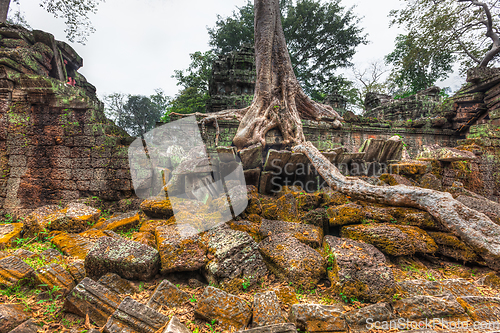 Image of Ancient ruins and tree roots, Ta Prohm temple, Angkor, Cambodia