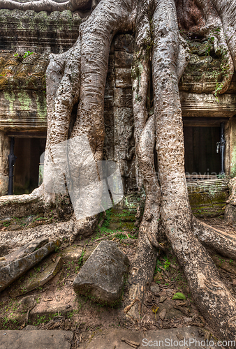 Image of Ancient ruins and tree roots, Ta Prohm temple, Angkor, Cambodia