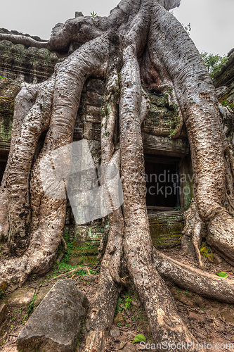 Image of Ancient ruins and tree roots, Ta Prohm temple, Angkor, Cambodia