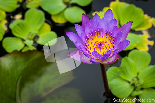 Image of Purple lotus
