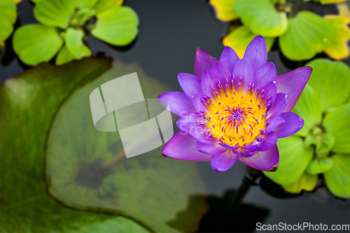 Image of Purple lotus