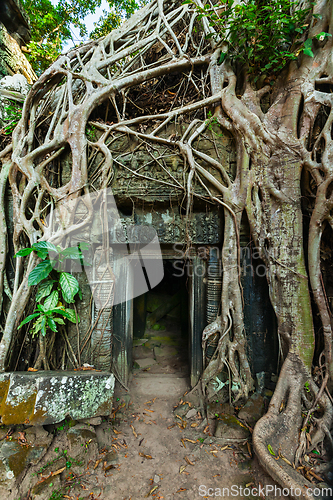 Image of Ancient stone door and tree roots, Ta Prohm temple, Angkor