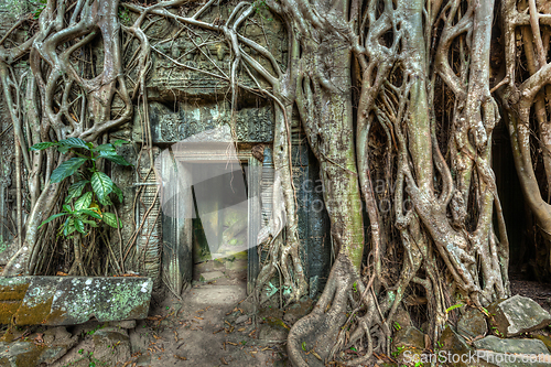 Image of Ancient stone door and tree roots, Ta Prohm temple, Angkor, Camb