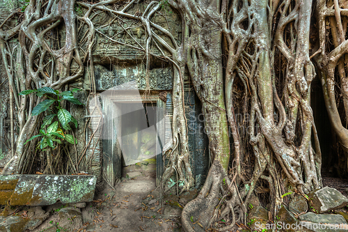 Image of Ancient stone door and tree roots, Ta Prohm temple, Angkor