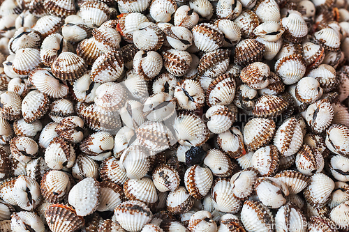 Image of Scallops close up