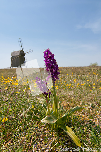 Image of Orchis mascula, the early purple orchid, on the island Oeland, S