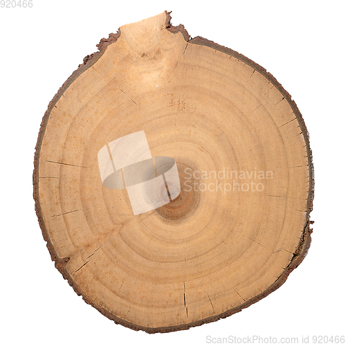 Image of Wood log slice