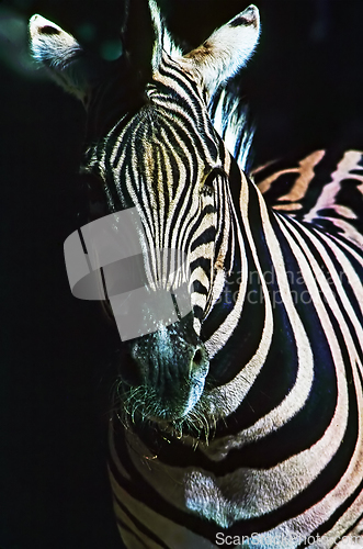 Image of Zebra