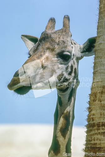 Image of Giraffe