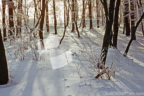 Image of Forest in winter