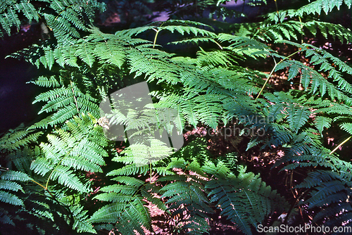 Image of Fern