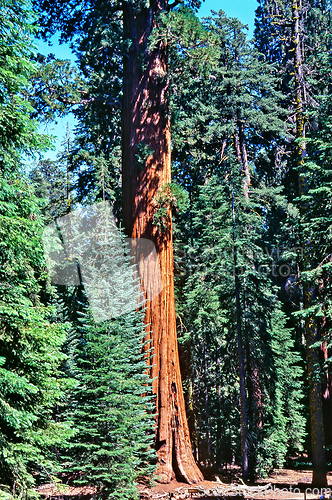 Image of Sequoia Tree