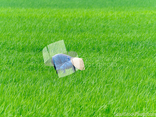 Image of Female Vietnamese farmer at a rice field