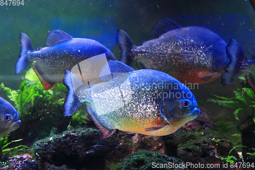 Image of big piranha fish