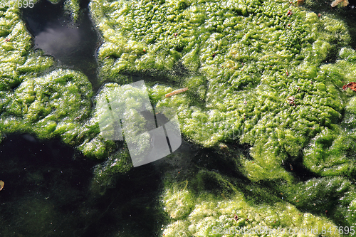 Image of green water alga